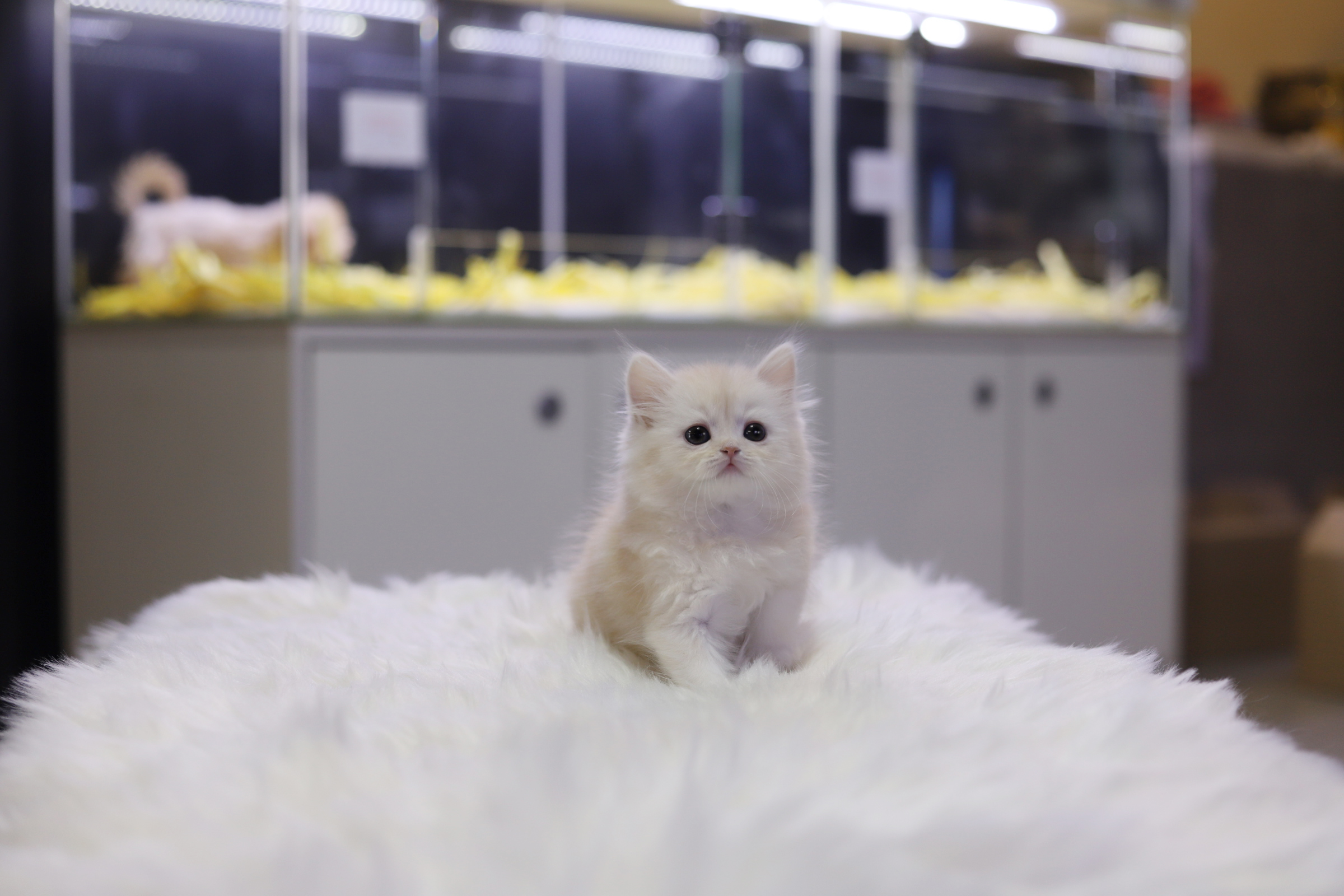 브리티쉬롱헤어 분양합니다