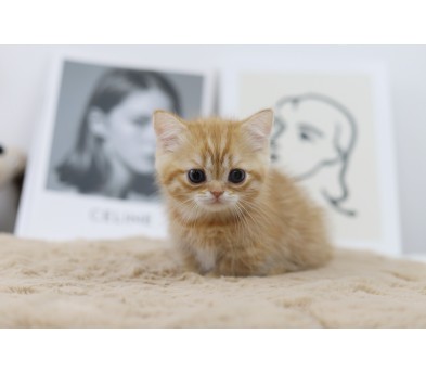 먼치킨(20만원부터)