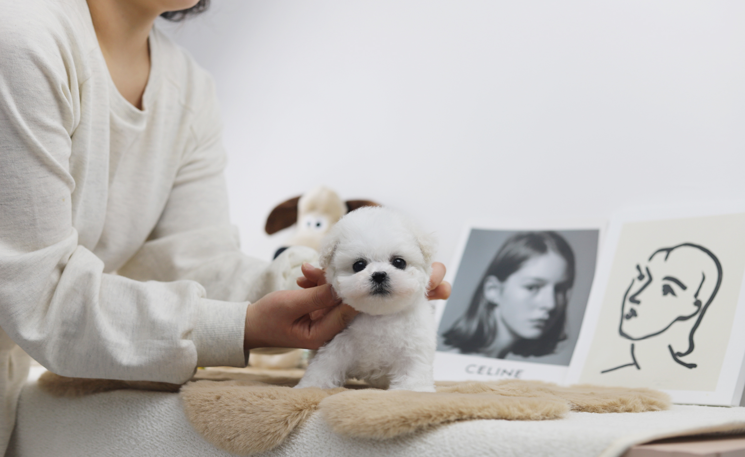 미니비숑 분양합니다