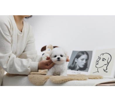 미니비숑 분양합니다