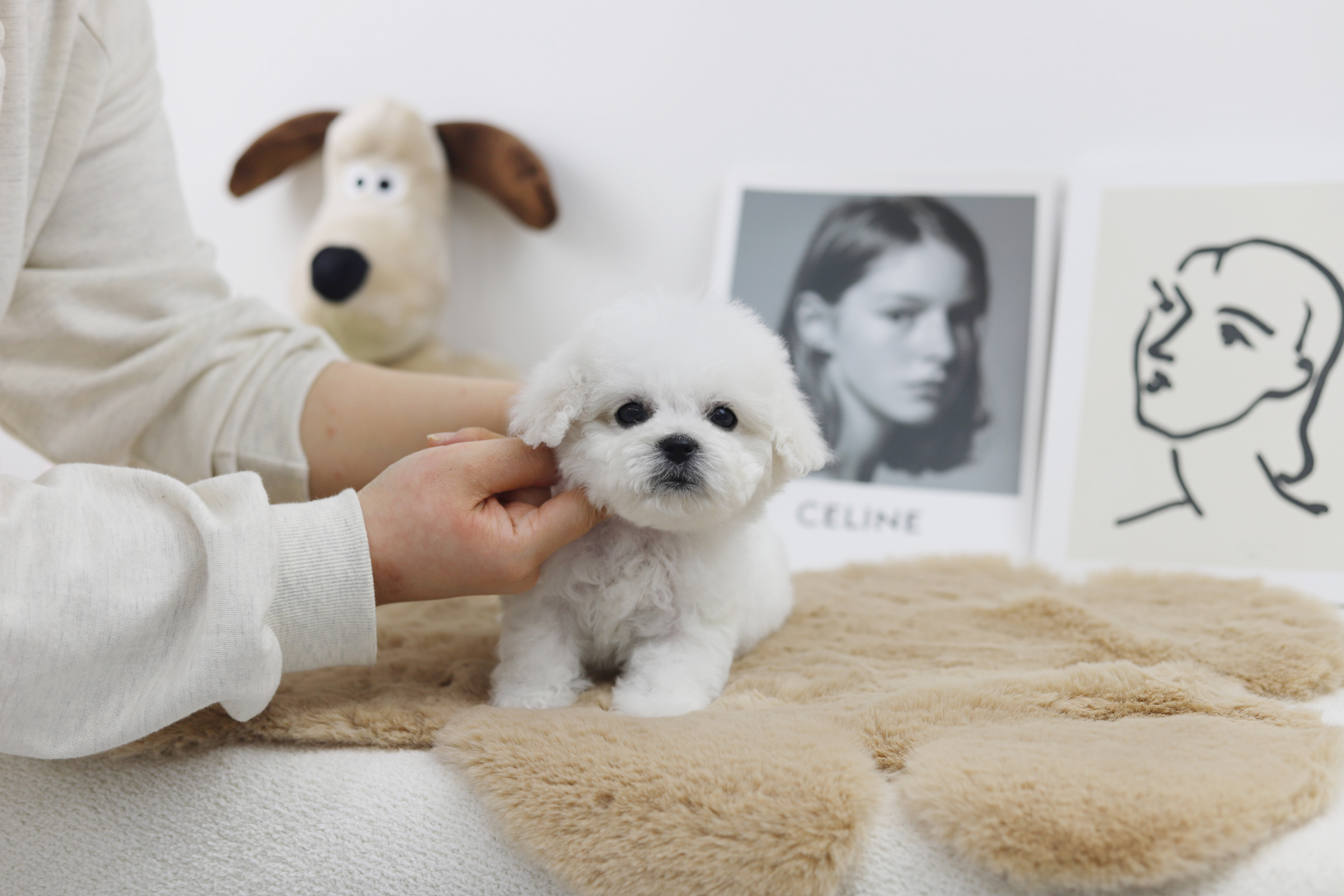 미니비숑 분양합니다