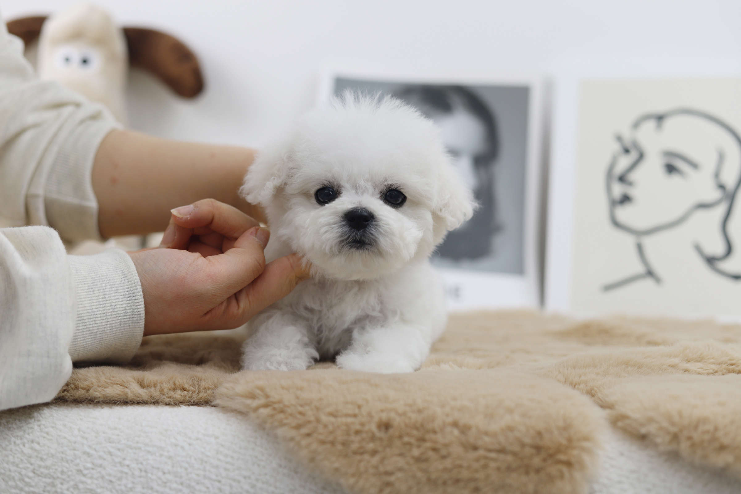 미니비숑 분양합니다