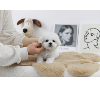 미니비숑 분양합니다