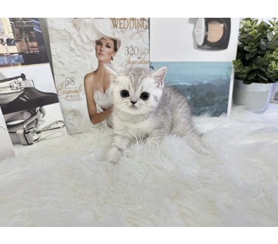 브리티쉬숏헤어 분양합니다