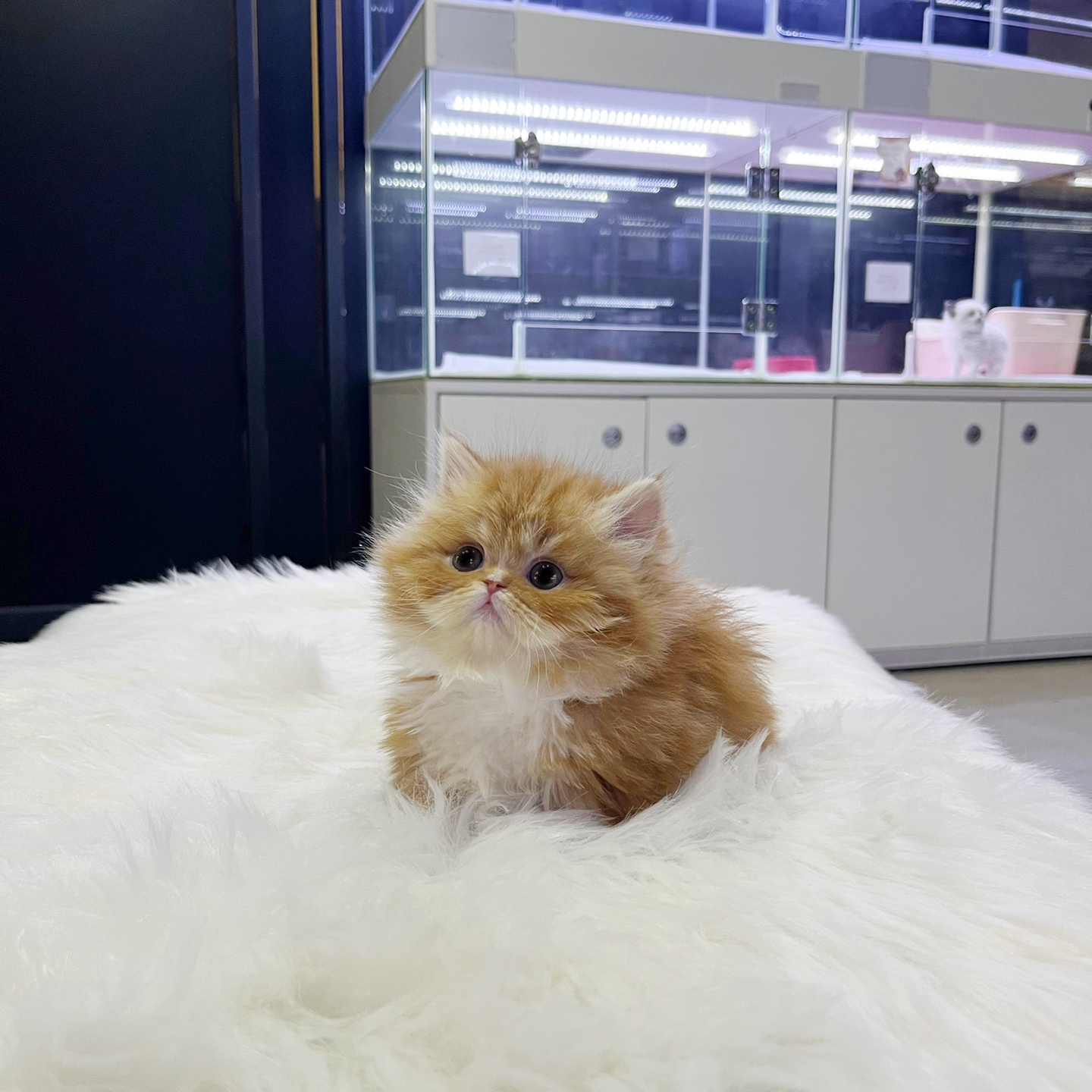 먼치킨(20만원부터)