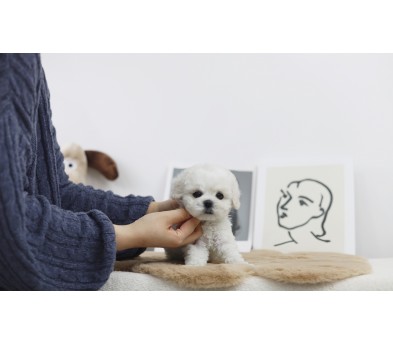 미니비숑 분양합니다