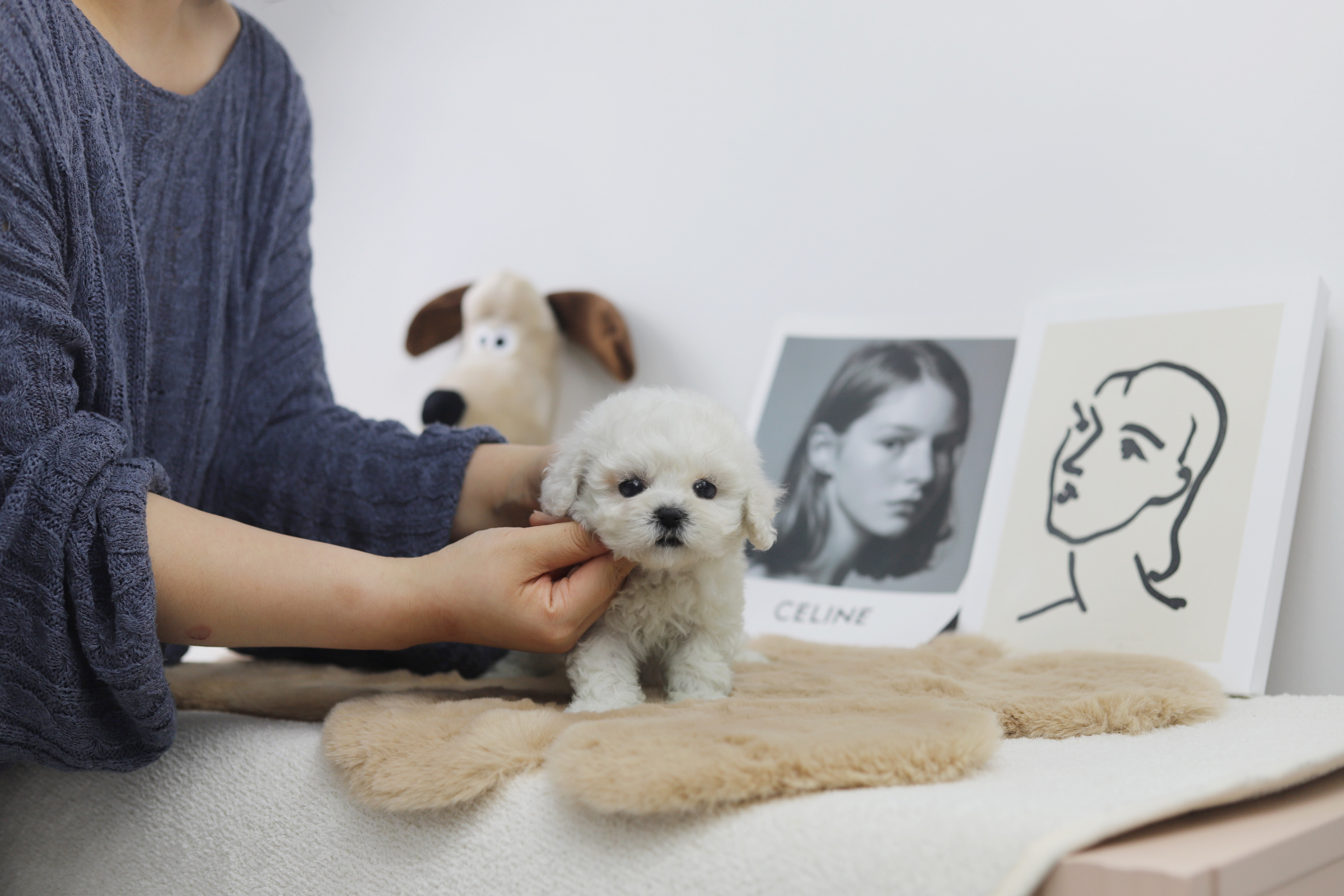 미니비숑 분양합니다