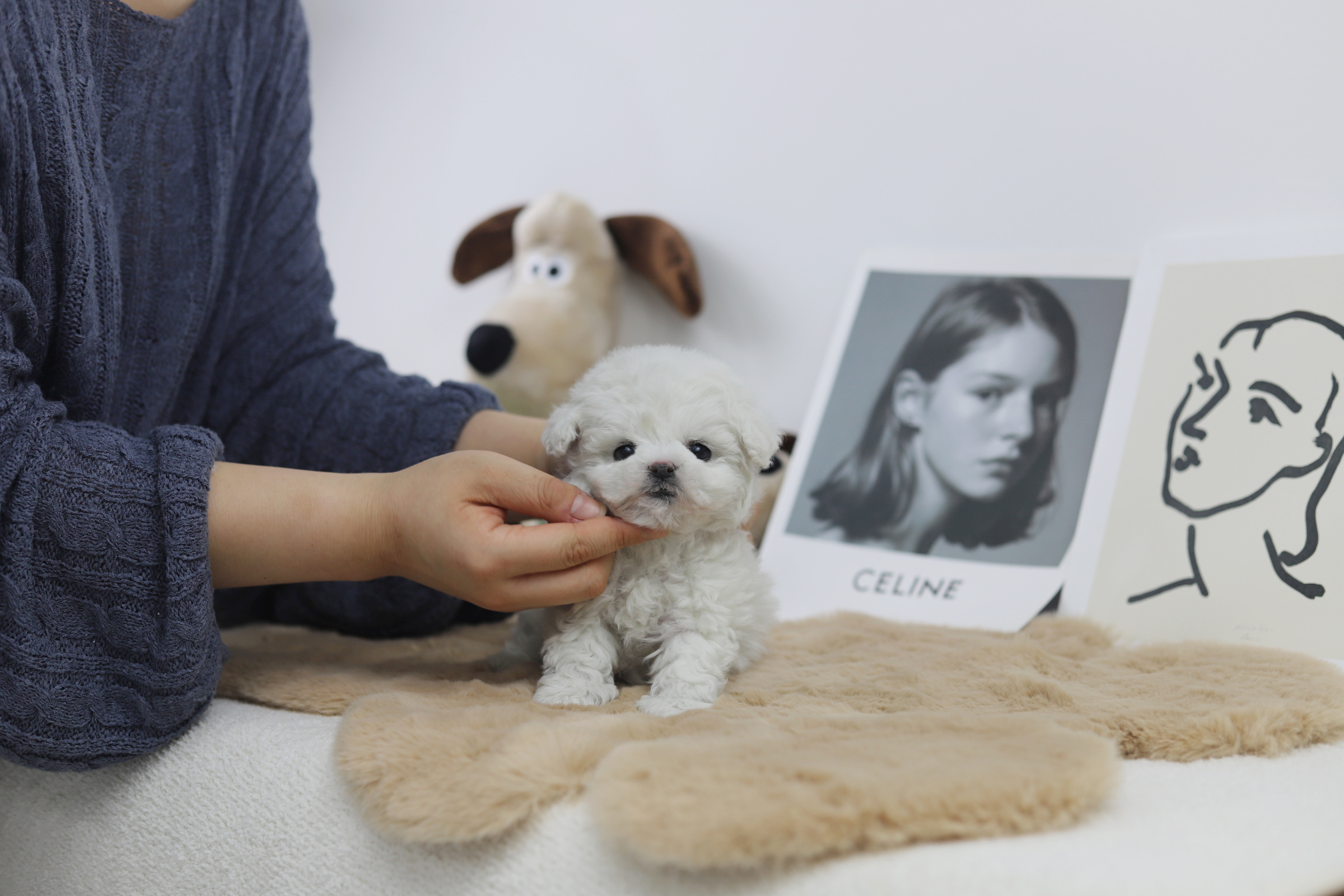 미니비숑 분양합니다