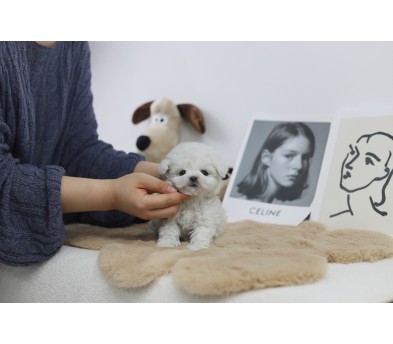 미니비숑 분양합니다