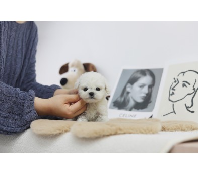 미니비숑 분양합니다