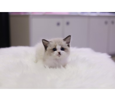 렉돌 분양합니다