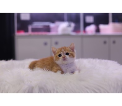 먼치킨(20만원부터)