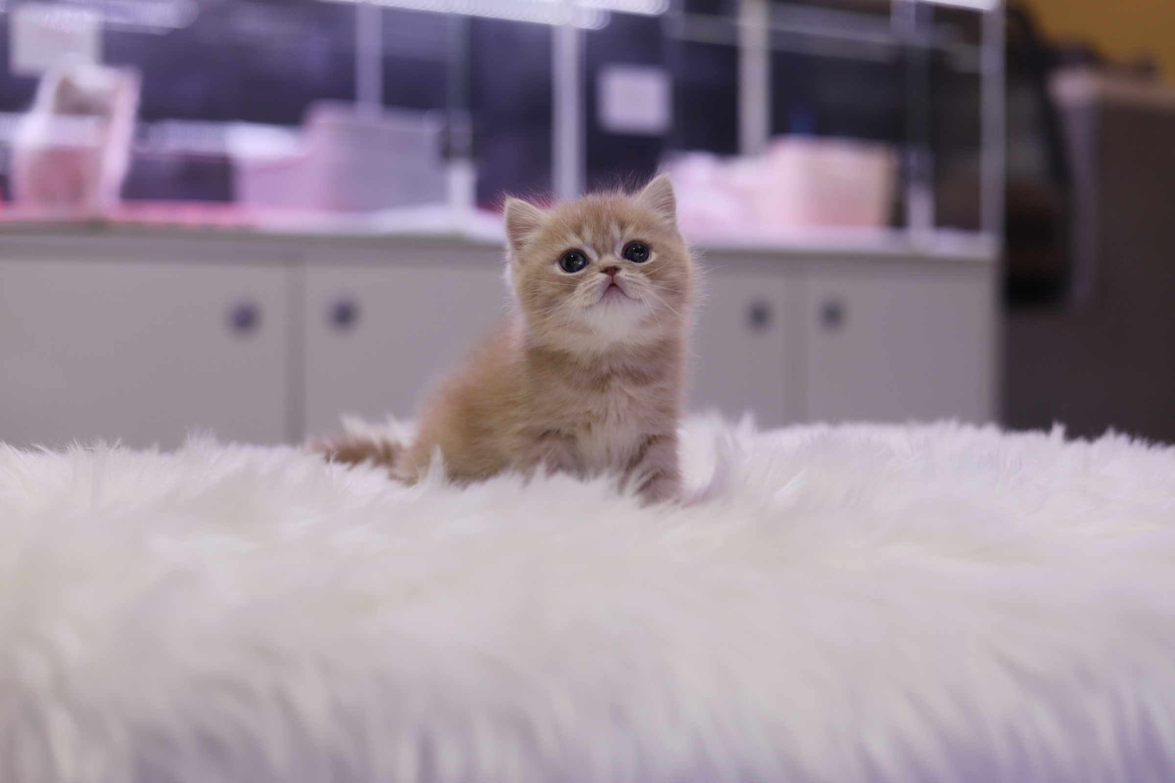 브리티쉬숏헤어 분양합니다