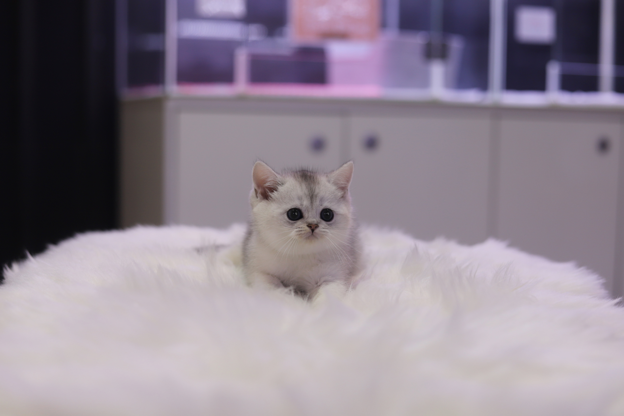 브리티쉬숏헤어 분양합니다