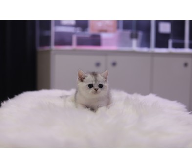 브리티쉬숏헤어 분양합니다