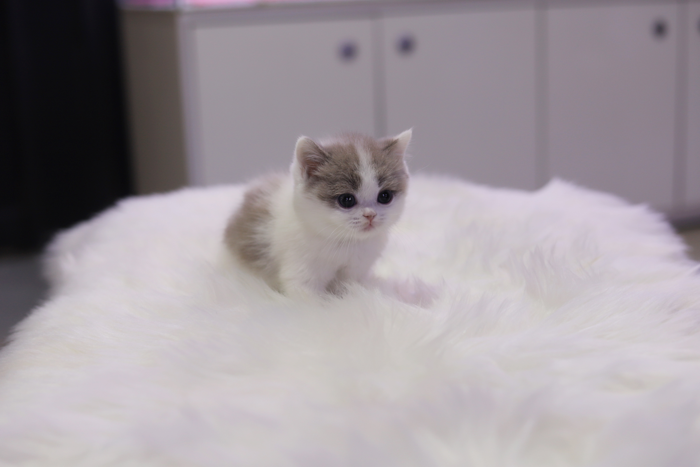 브리티쉬숏헤어 분양합니다