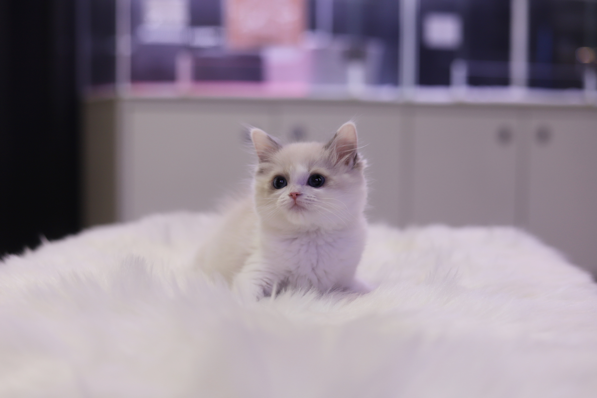 렉돌 분양합니다