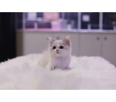 렉돌 분양합니다