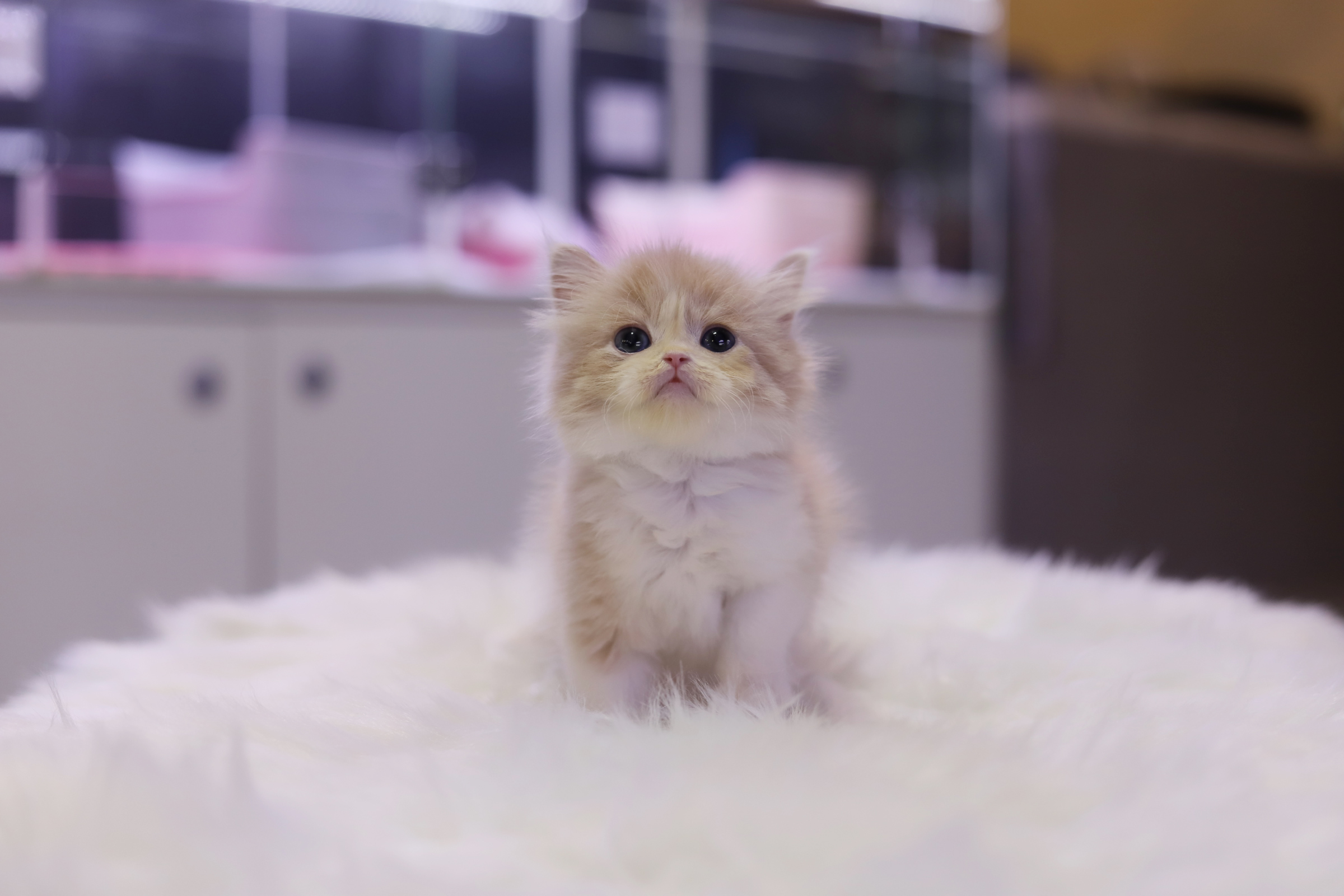 브리티쉬롱헤어 분양합니다