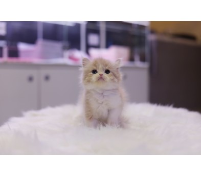 브리티쉬롱헤어 분양합니다