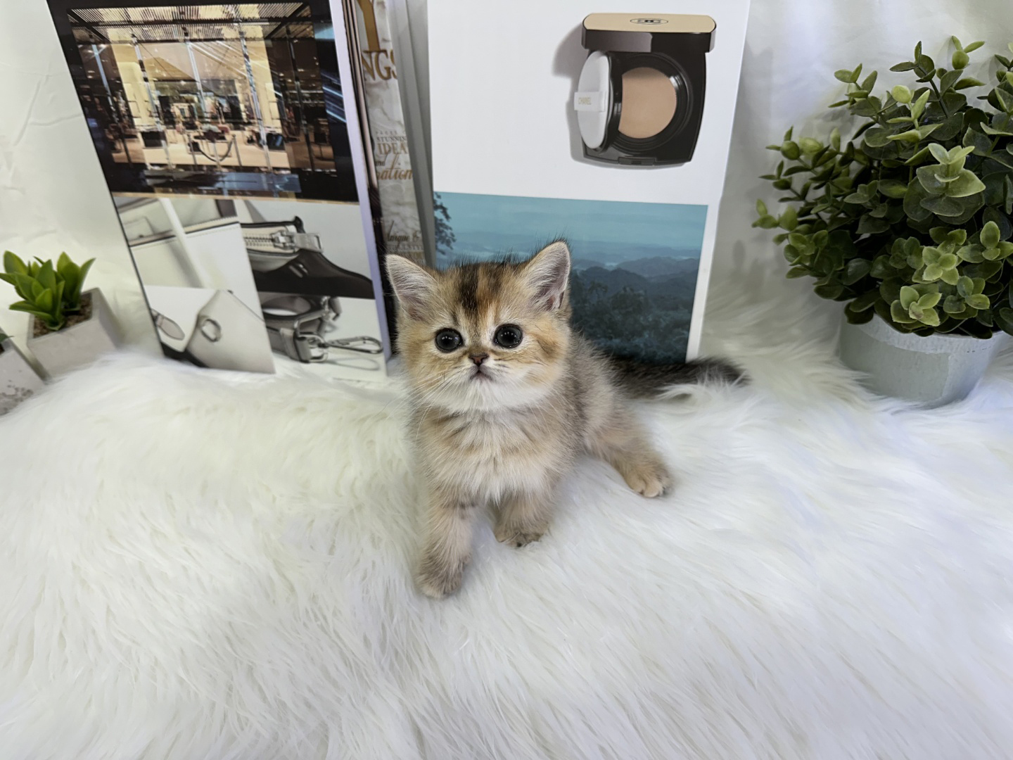 브리티쉬숏헤어 분양합니다