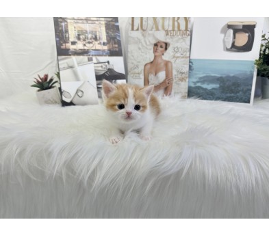 브리티쉬숏헤어 분양합니다