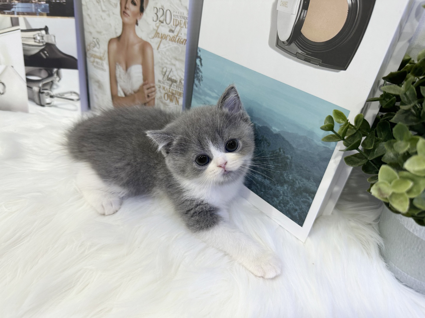 브리티쉬숏헤어 분양합니다