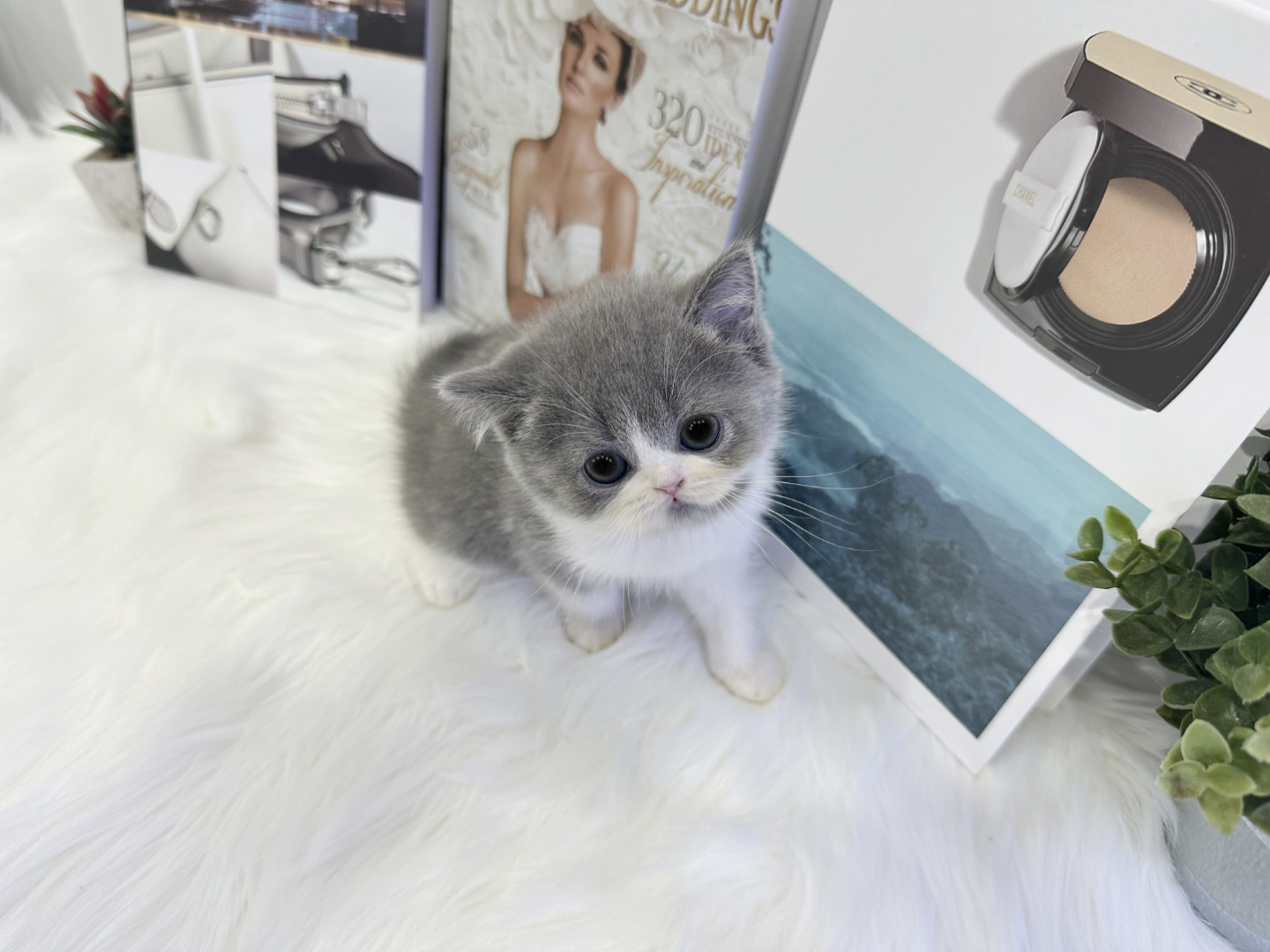 브리티쉬숏헤어 분양합니다