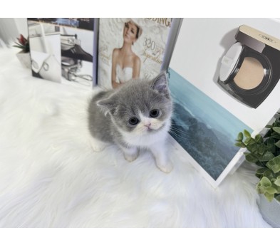 브리티쉬숏헤어 분양합니다