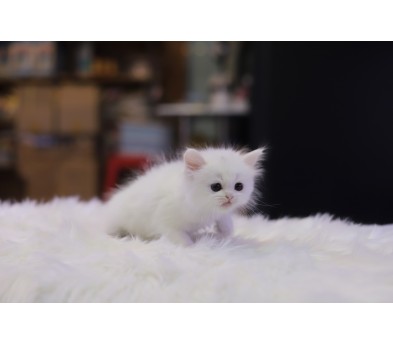 브리티쉬숏헤어 분양합니다