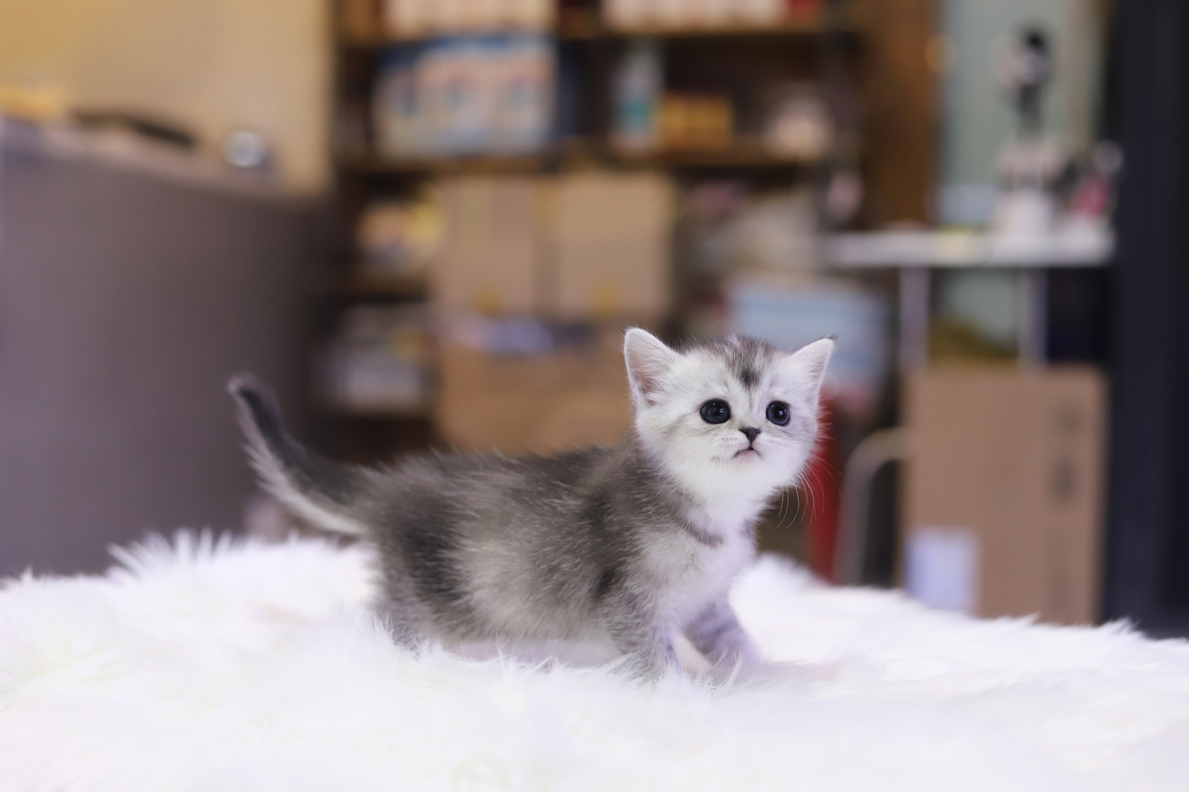 브리티쉬숏헤어 분양합니다