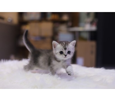 브리티쉬숏헤어 분양합니다