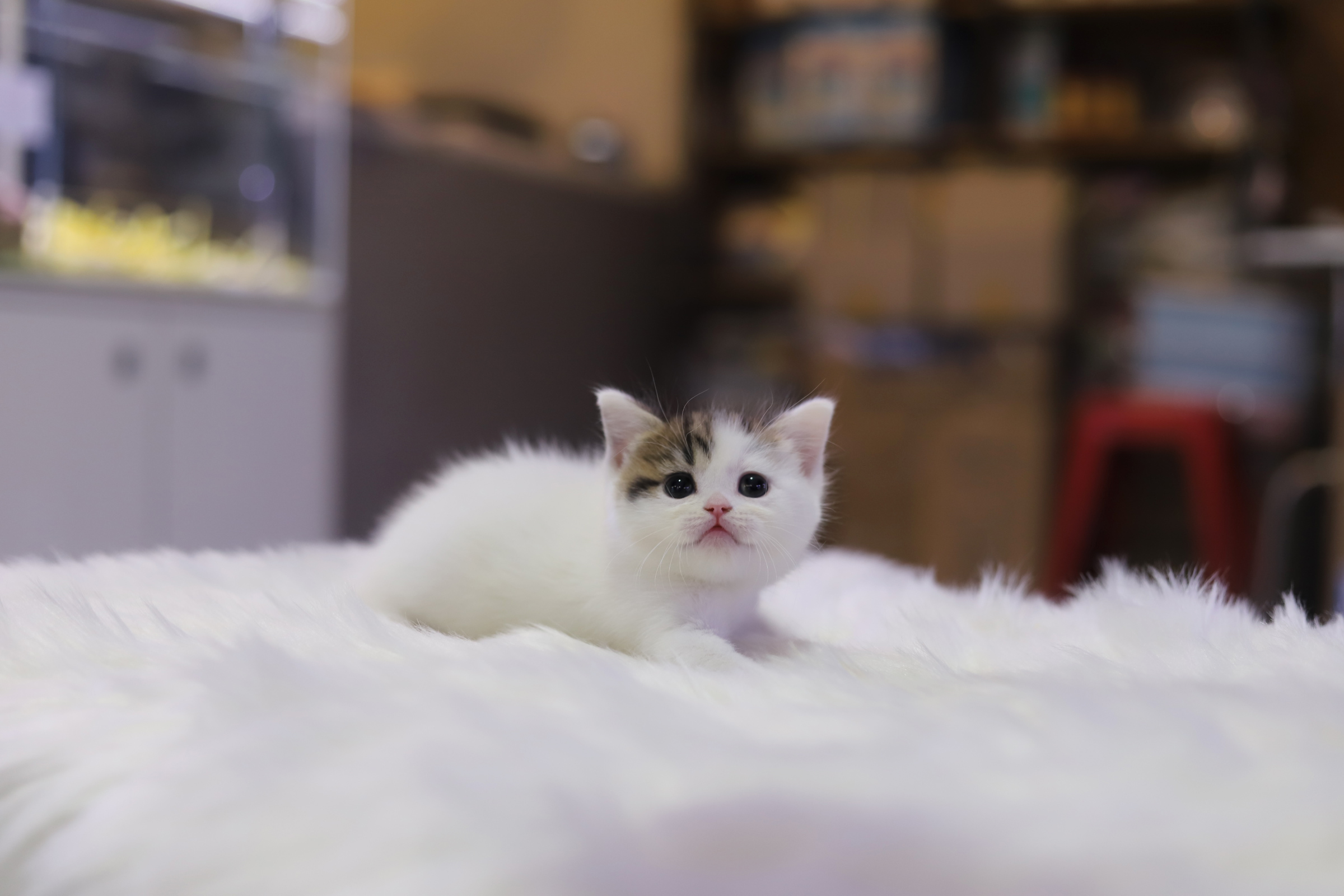 브리티쉬숏헤어 분양합니다