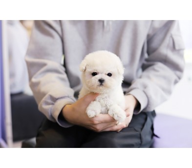 미니비숑 분양합니다