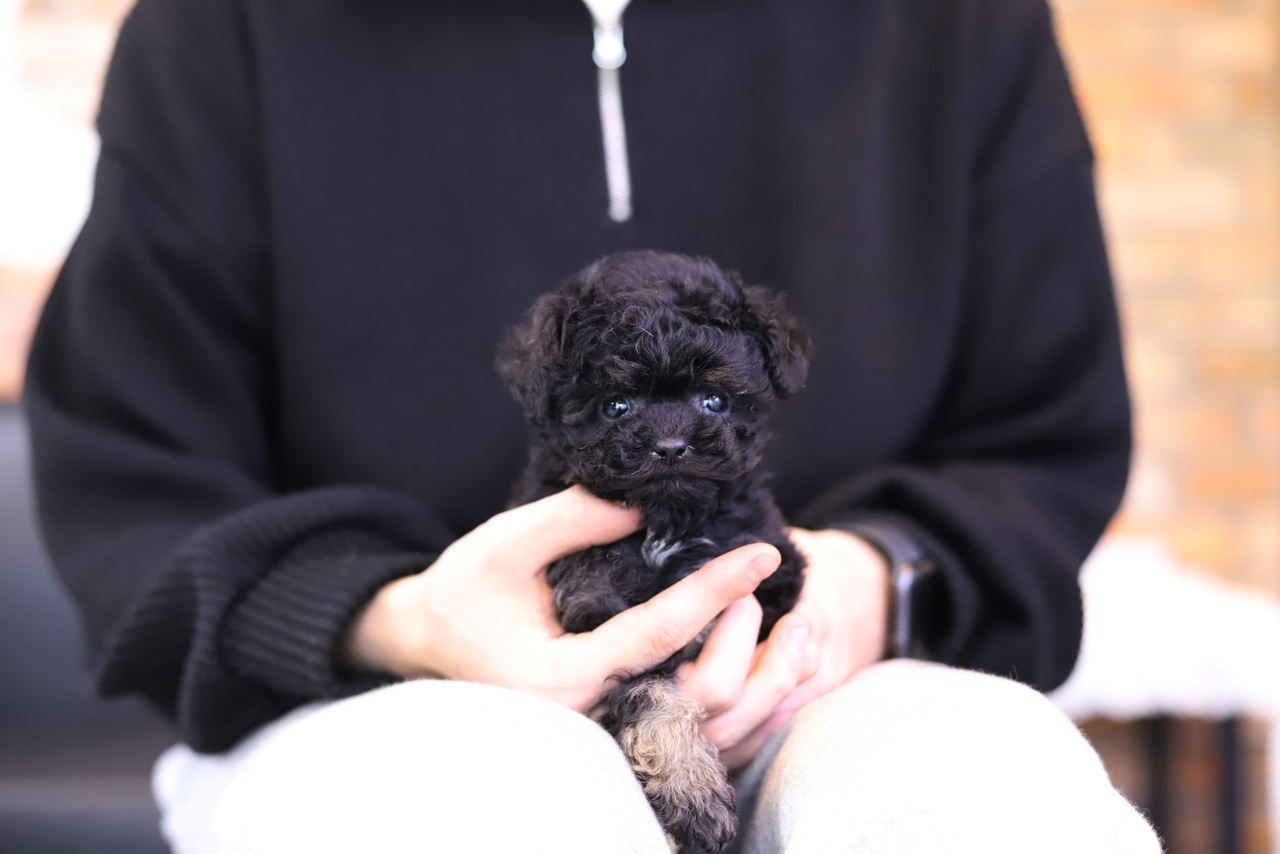 실버토이푸들 분양합니다