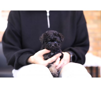 실버토이푸들 분양합니다