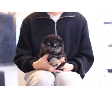 포메라니안 분양합니다