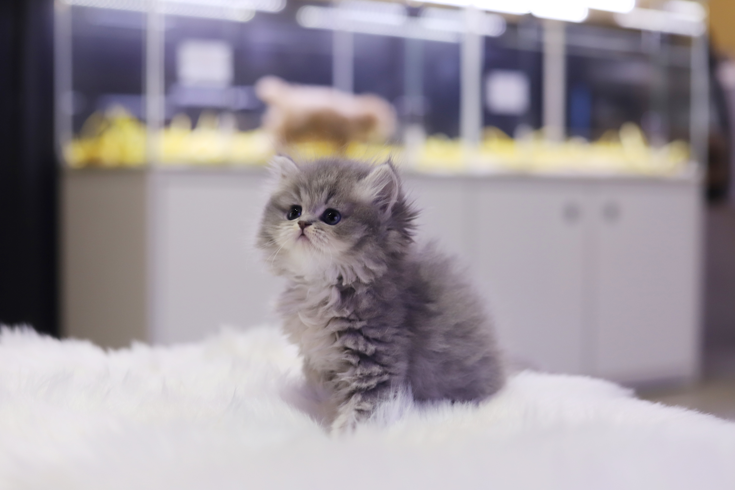 브리티쉬롱헤어 분양합니다