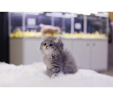 브리티쉬롱헤어 분양합니다