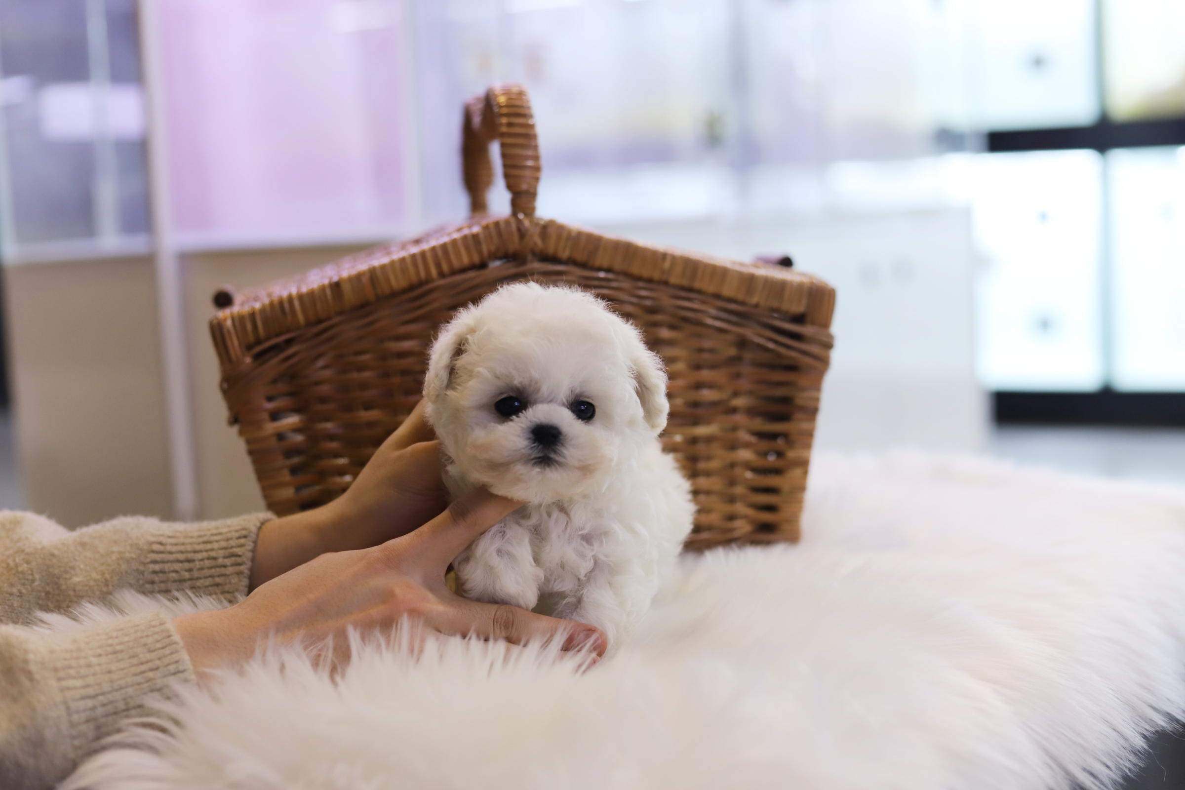 미니비숑 분양합니다