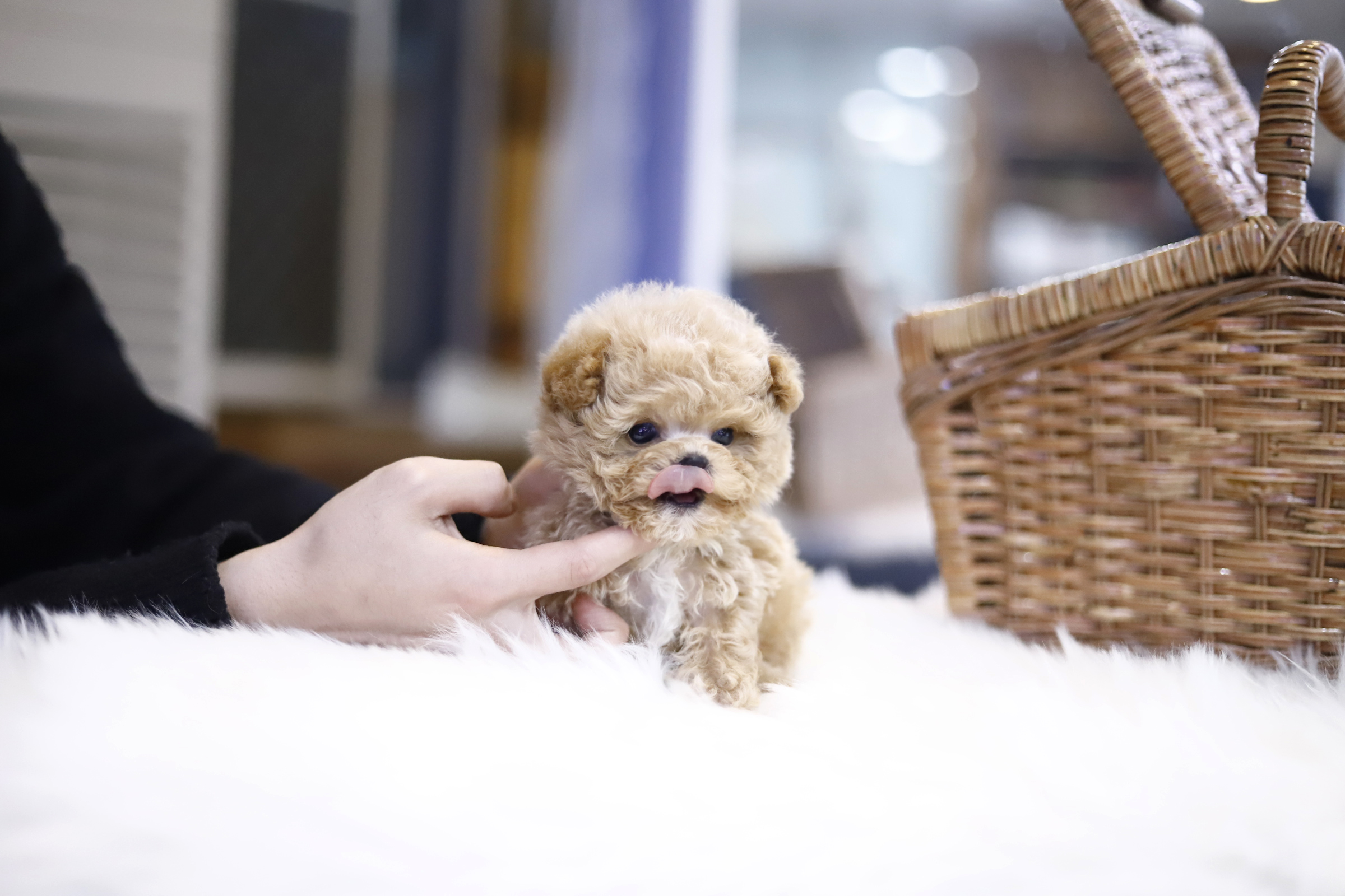 토이푸들 분양합니다