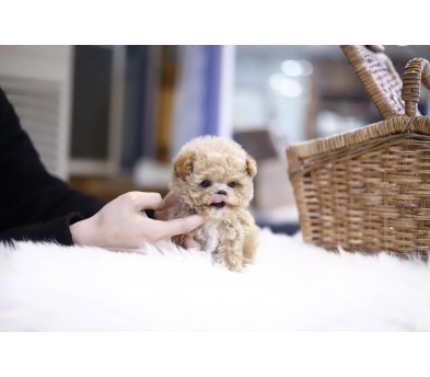 토이푸들 분양합니다