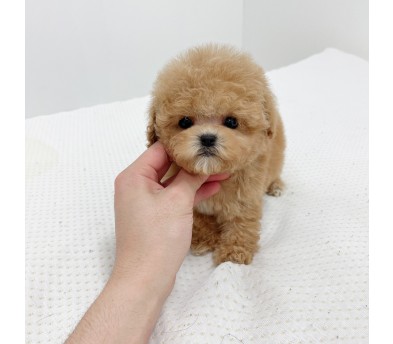 토이푸들 분양합니다