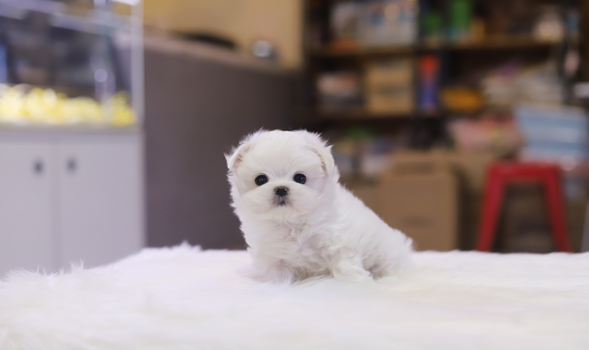 말티즈 분양합니다