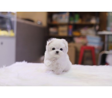 말티즈 분양합니다