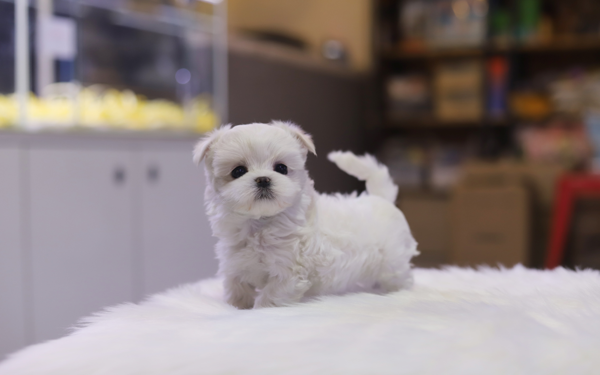 말티즈 분양합니다