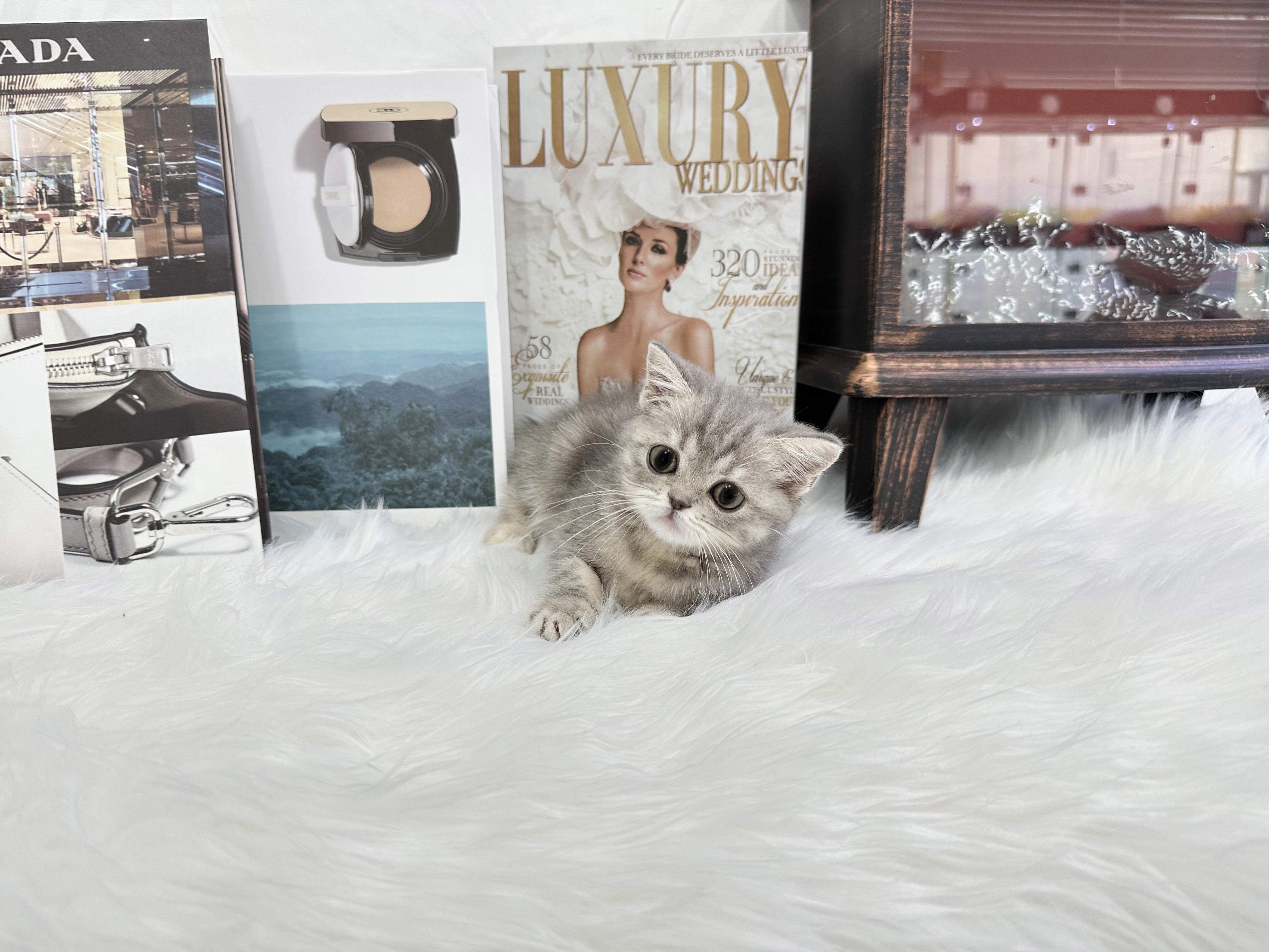 브리티쉬숏헤어 분양합니다