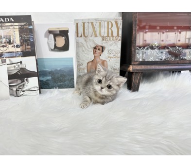 브리티쉬숏헤어 분양합니다