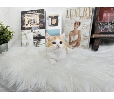 브리티쉬숏헤어 분양합니다