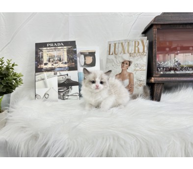 렉돌 분양합니다